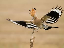Photo Bird Striped Hoopoe Upupa Epops Pet Birds Hoopoe Bird Beautiful Birds