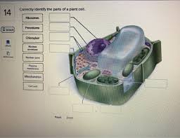 How to identify a plant cell. Correctly Identify The Parts Of A Plant Cell Chegg Com