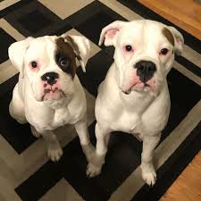 Get To Know The White Boxer And What Makes It Special Animalso