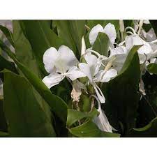 Hedychium Coronarium White Ginger Lily Native To Asia Is Not The Culinary Type Of Ginger Plants White Garland Flowers