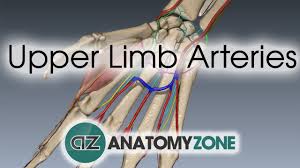 Drawing arteries of the aorta and upper limb for biol 3244. Upper Limb Arteries Hand And Wrist 3d Anatomy Tutorial Youtube