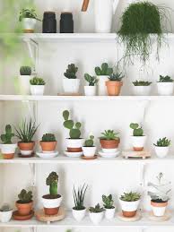 40 Latest Cactus Decor Ideas For Your Home Plants Plant Decor Indoor Cactus
