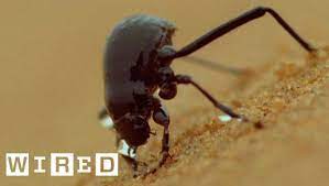 Want more natural history and wildlife videos? Can Namib Desert Beetles Help Us Solve Our Drought Problems Think Like A Tree Youtube