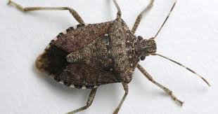 Stink Bug Epidemic Spreads To 33 U S States Stink Bugs Stink Bugs Facts Bed Bug Facts
