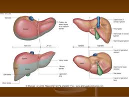 You're welcome to search our website for additional details on this particular topic. Liver Anatomy