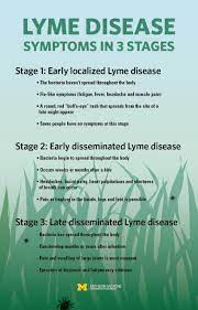 Lyme Disease Stages Signs And Symptoms Everything You Need To Know Michigan Medicine