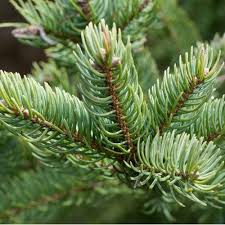 Balsam hill offers lifelike artificial christmas trees, floral arrangements and holiday decorations. Fir Balsam Absolute Oil For Cosmetic And Aromatherapy Rs 2100 Litre Id 16186812973