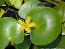 Image result for Nymphoides thunbergiana