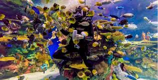 People Looking Into The Pacific Kelp Tank Inside Ripley'S Aquarium Of  Canada, Toronto, Ontario Stock Photo - Alamy