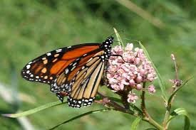 Image result for Stathmostelma gigantiflorum