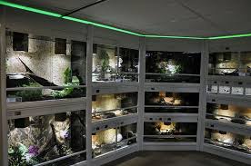 Dino Breda Reptile Habitat Reptile House Reptile Room
