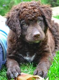 Huge collection, amazing choice, 100+ million high quality, affordable rf and rm images. Wetterhoun The A To Z Of The Rarest Dog Breeds You Ve Never Heard Of It S Rosy Rare Dog Breeds Rare Dogs Dog Breeds