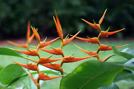 Heliconia Definition And Synonyms Of Heliconia In The English Dictionary