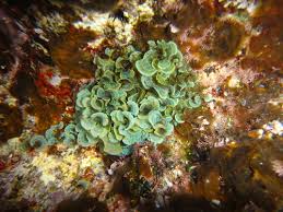 Image result for Satyrium schimperi