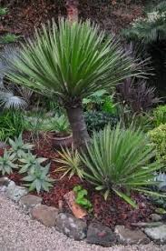 Yucca Faxoniana Yucca Plant Xeriscape Landscaping Plants