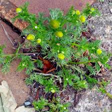 It can grow throughout the year. Bbc Radio 4 Radio 4 In Four Are Weeds More Important Than We Realise