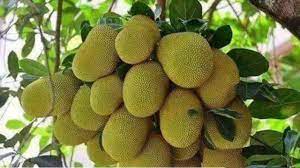 Check spelling or type a new query. Buah Buahan Segar Youtube