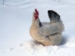 Le Poulailler En Hiver Poulailler Plan Poulailler Elever Des Poulets