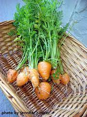 Knowing how to tell when carrots are ready for picking is important if you want to get a good crop. Harvesting Carrots
