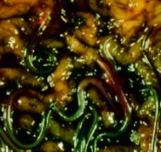 Ivermectin, is a member of the avermectin family (figure 1); Wirkstoffe Gegen Parasitenbefall Beim Pferd