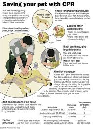 Handy Cpr Chart For Your Pet Pets Dogs Dog Care