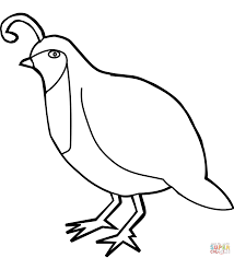 There are around 372 species of parrots found all around. Quail Ground Dwelling Bird Super Coloring Bird Coloring Pages Love Coloring Pages Coloring Pages