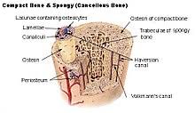 Compact bone, also called cortical bone, dense bone in which the bony matrix is solidly filled with organic ground substance and inorganic salts, leaving only tiny spaces (lacunae) that contain the osteocytes, or bone cells.compact bone makes up 80 percent of the human skeleton; Bone Wikipedia
