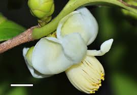 Image result for Theaceae