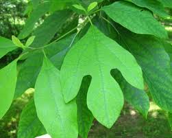 Feb 14, 2021 · a deciduous tree (or shrub) native to north america, growing sassafras trees can grow to 30 to 60 feet (9 to 18.5 m.) tall by 25 to 40 feet (7.5 to 12 m.) wide with a rounded canopy made up of short layered branches. Sassafras Tree Facts