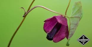 Heart shaped leaf vine purple flower. How To Grow Purple Bell Vine Flowers Rhodochiton Atrosanguineus Gardening Channel