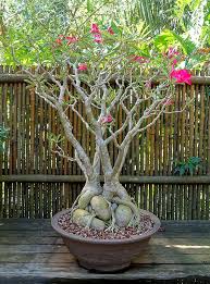 Image result for Adenium