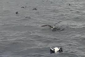 If there is a little tic or flap sound or feel while retrieving, look down and catch that potential pileup early. Four Protected Shearwaters Dead In Comino Incident
