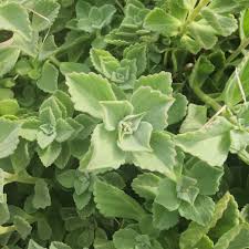 Image result for Coleus caninus