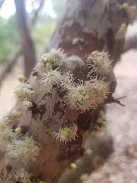 Image result for Plinia