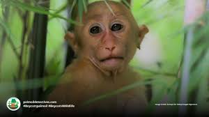 Palm Oil Increases Deaths of Baby Macaques