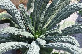 5 Jenis Kale Yang Kaya Kandungan Gizi