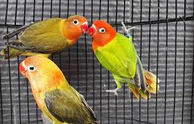 Check spelling or type a new query. 8 Jenis Lovebird Biola Lengkap Dengan Gambar Dan Harga Burungnya Com