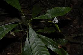 Image result for Pavetta gurueensis