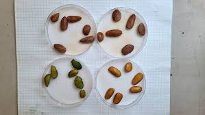 Image result for Picralima nitida