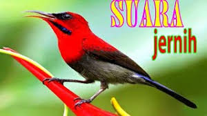 Maybe you would like to learn more about one of these? Suara Burung Sapah Raja The 5 Second Trick For Download Mp3 Pawn Mp3 Streaming