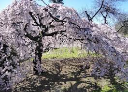 They're too sour for people to eat, but birds like them. Weeping Cherry Tree Care Tips For Happy Healthy