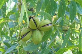 Growing Pecan Tree Varieties Planting Guide Care Problems And Harvest