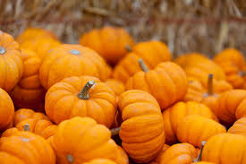 Recette de petites citrouilles farcies > recettes. Tout A Propos De Citrouilles Unlock Food