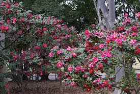 Kanjiro Camellia Camellia Plant Plants Backyard Plants
