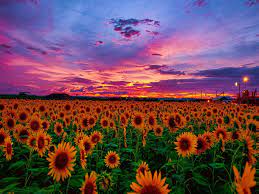 Sunflower fields by timothy eberly #sunflowers #flowers #flowerbed #flowerfield #yellow #sunset #nature #landscape. 7 Of The Most Important Life Lessons This Junior In College Has Learned This Summer Sunflower Sunset Sunflower Wallpaper Sunset Wallpaper