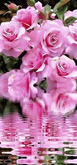 Beautiful Pink Reflection In The Water Beautiful Rose Flowers Beautiful Flowers Pink Flowers