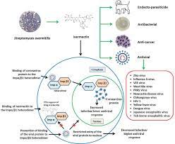 This fact, together with the excellent safety profile of ivermectin combine to warrant research on its. Ivermectin A New Candidate Therapeutic Against Sars Cov 2 Covid 19 Annals Of Clinical Microbiology And Antimicrobials Full Text
