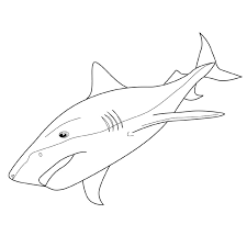 derniere coloriage dessin requin facile agata michal art de la renaissance