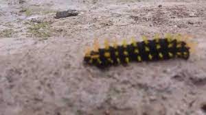Worm Oruga Azotador Negro Con Amarillo Youtube