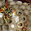 Eliminating wood bees using a vacuum. 1